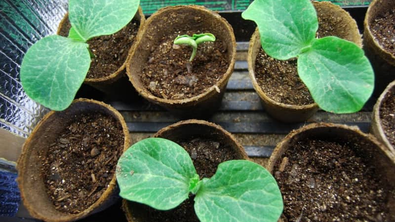 Гарбуз Вітамінна — як виростити плід на присадибній ділянці